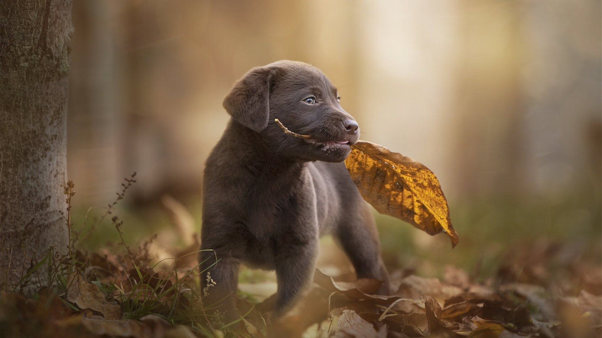 中国足球基础设施升级项目获多项国家资金支持,中国足球建设