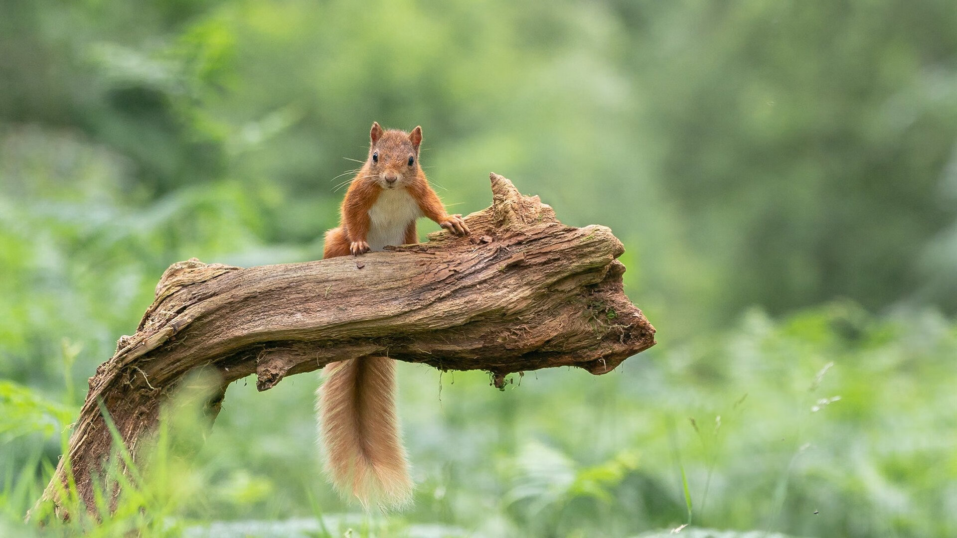 开云电竞服务-新兴国家崛起：亚洲代表队表现亮眼，亚洲新兴工业国家